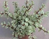 Lithodora Plant Care, Plantly