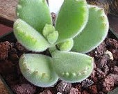 Medium Succulent Plant &#8211; Bear&#8217;s Paw Succulent. Fuzzy green paws tipped in red., Plantly