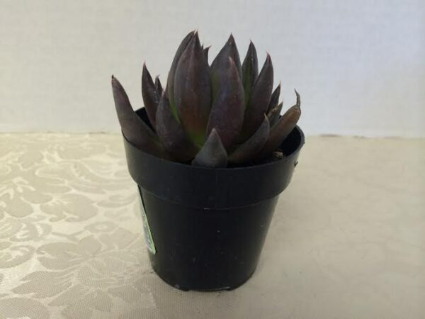 Medium Succulent Plant &#8211; Echeveria Black Knight, Plantly