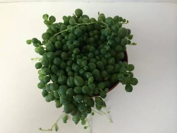 Medium Succulent Plant &#8211; Senecio Rowleyanus &#8216;String of Pearls&#8217;, Plantly