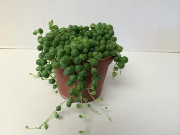 Medium Succulent Plant &#8211; Senecio Rowleyanus &#8216;String of Pearls&#8217;, Plantly