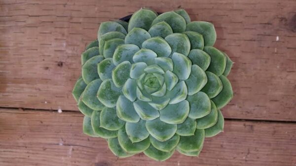 Medium Succulent Plant &#8211; Echeveria Lime and Chile, Plantly