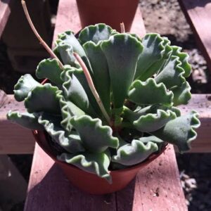 Are Succulents Poisonous To Cats And Dogs?, Plantly