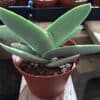 Medium Succulent Plant - Crassula Falcata or Propeller Plant