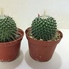 Medium Cactus Plant White Spiney Globe. This cactus could double as a hedgehog!