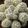 Medium Cactus Plant - Mammillaria Gracilis Fragilis or "Thimble Cactus"