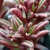Medium Succulent Plant - Peperomia Graveolens. A beautifiul plant with spectacular color contrasts.