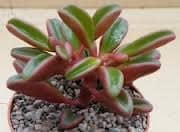 Medium Succulent Plant &#8211; Peperomia Graveolens. A beautifiul plant with spectacular color contrasts., Plantly