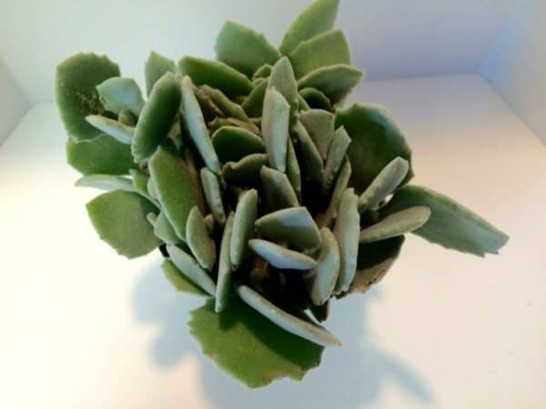 Medium Succulent Plant &#8211; Kalanchoe Millotii. Beautiful, suede textured, fleshy, pale green leaves., Plantly