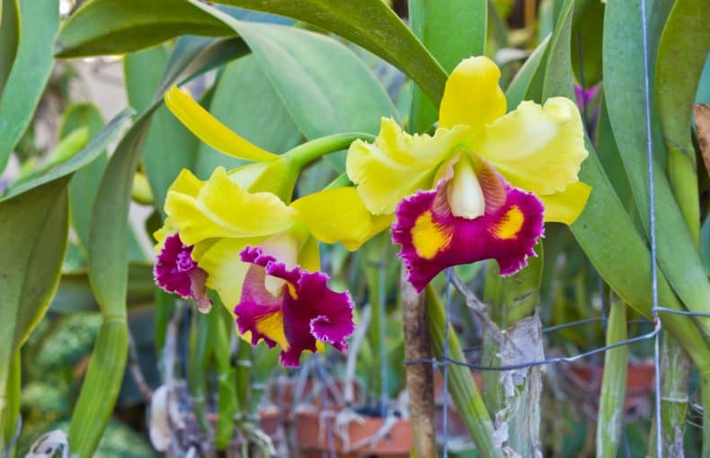 cattleya orchid