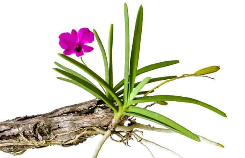 Mounting Orchids
