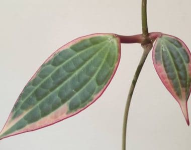 Hoya Macrophylla Variegata Plant