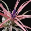 Easy to grow | Live air plants | Tillandsia airplant | Mounted plants | Rare houseplants | tropical houseplant