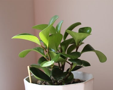 Peperomia Obtusifolia plant in a white pot