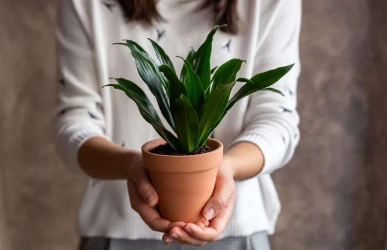 dracaena janet craig in a terra cotta pot