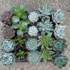 Succulents - Assorted 2” (7 pack)