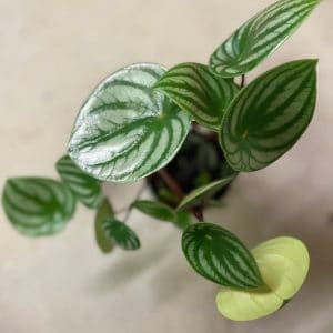 Peperomia Hope Plant Care, Plantly