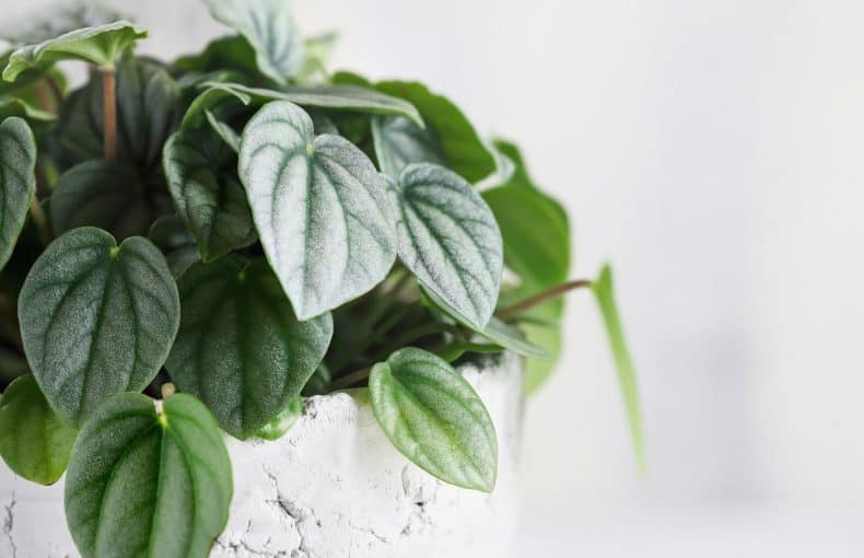 peperomia frost