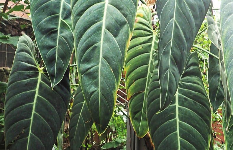 philodendron mylachornysom