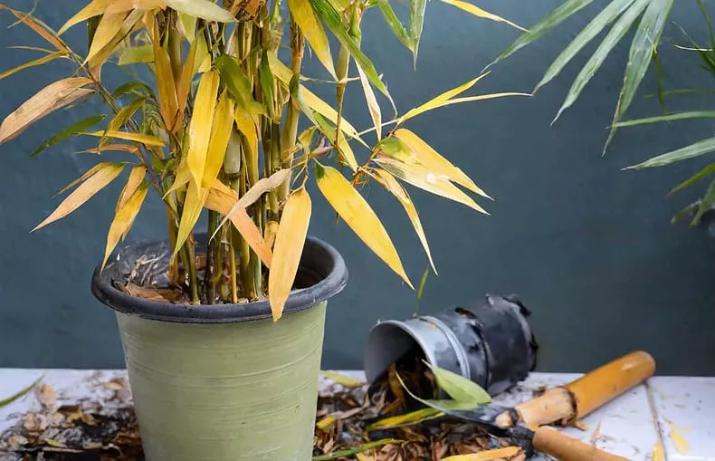Why Is My Bamboo Turning Yellow
