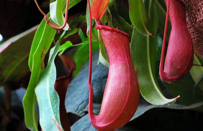 nepenthes alata plant