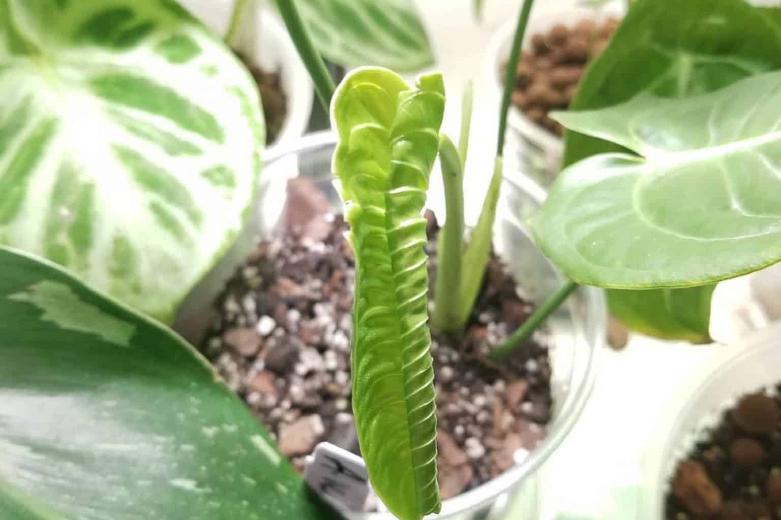 Anthurium Veitchii Plant Care Growing King Anthurium
