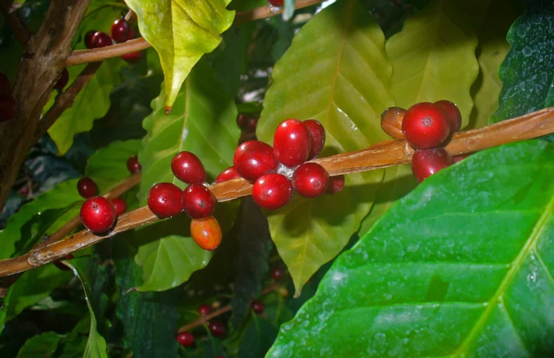 coffee arabica plant