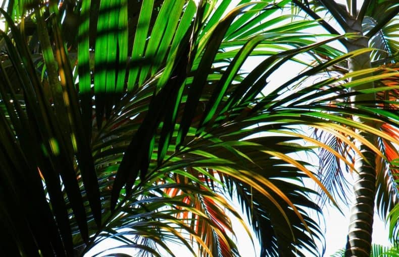 palm tree plants