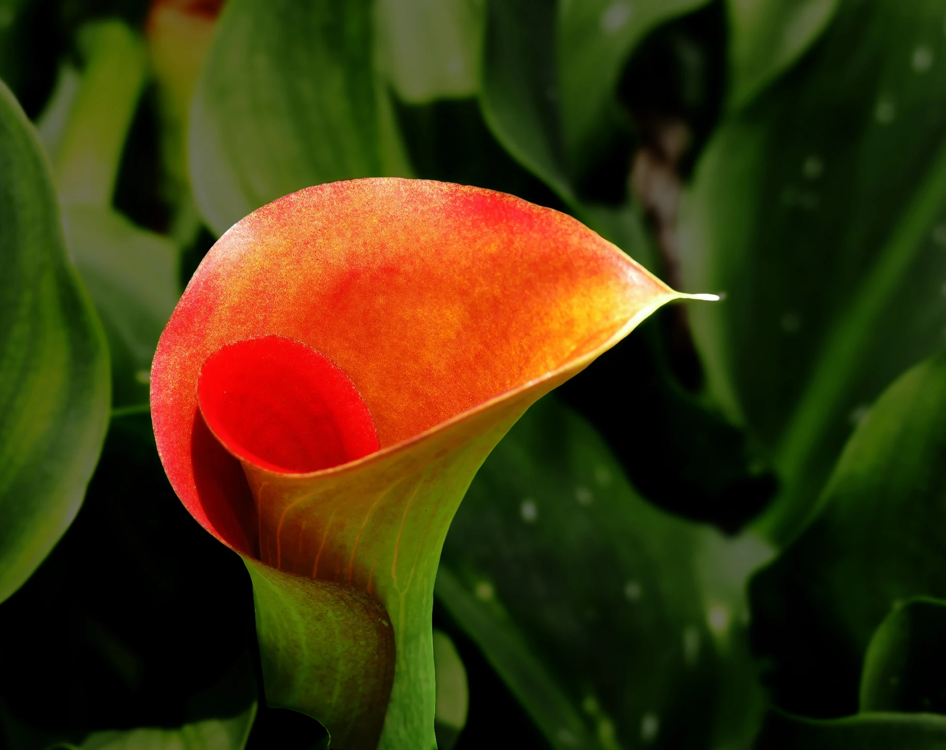 Calla Lily Plant Care Guide | Plantly, image size:1920x1523