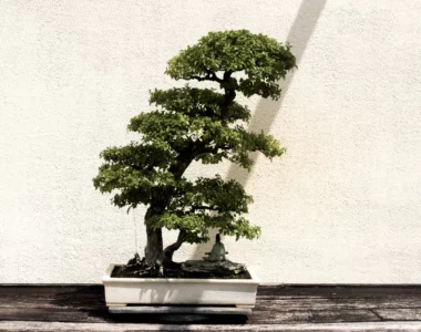 chinese elm bonsai