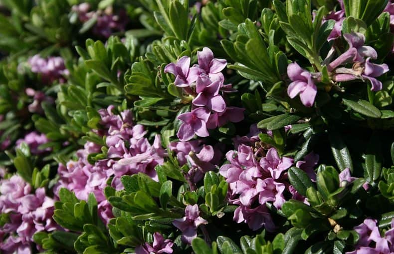 Daphne flowering plant