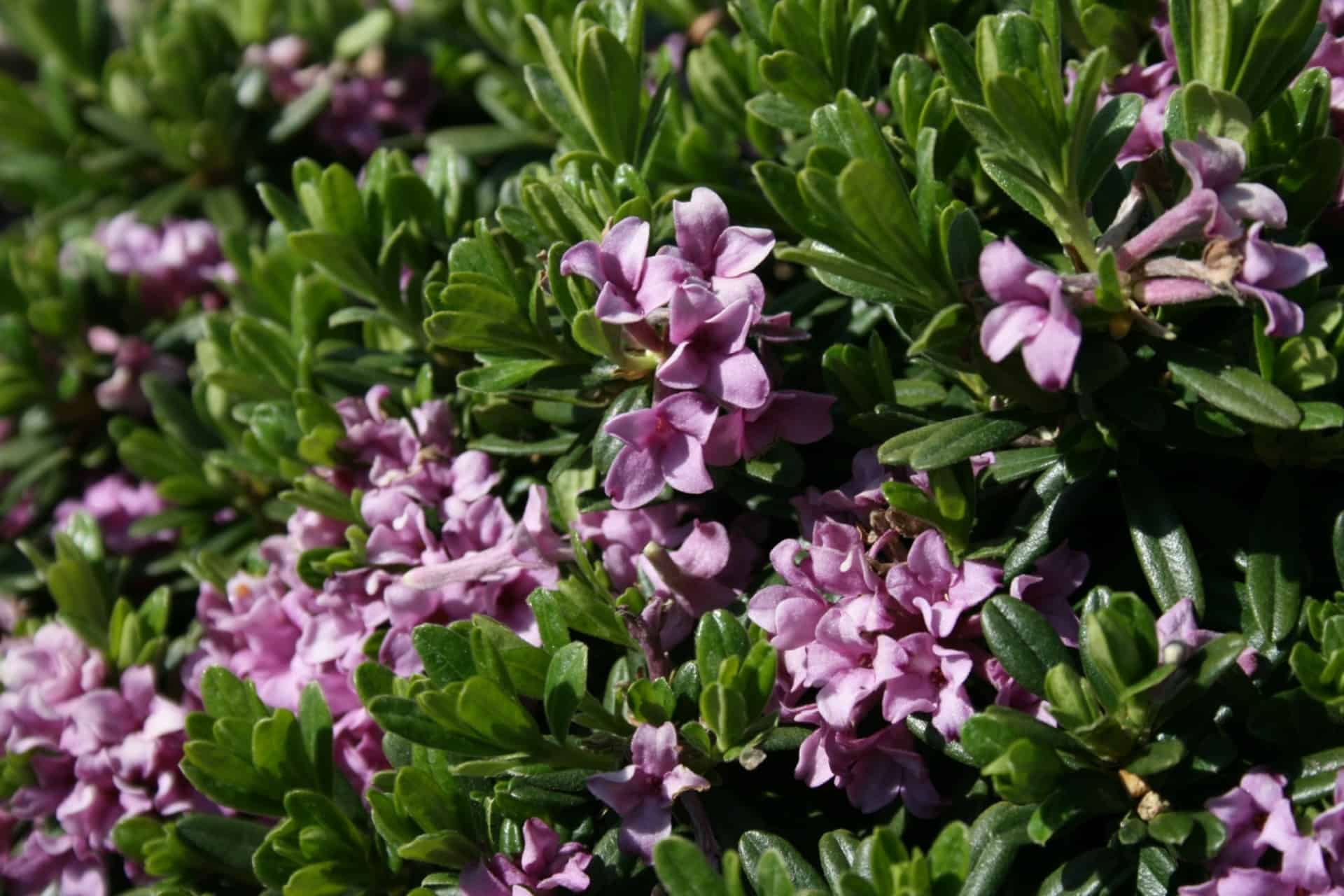 Daphne Eternal Fragrance Plant Care Guide Plantly
