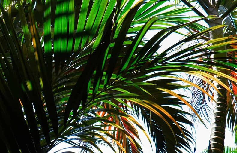 hardy palm trees