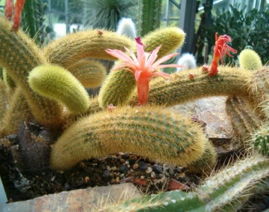 monkey's tail cactus