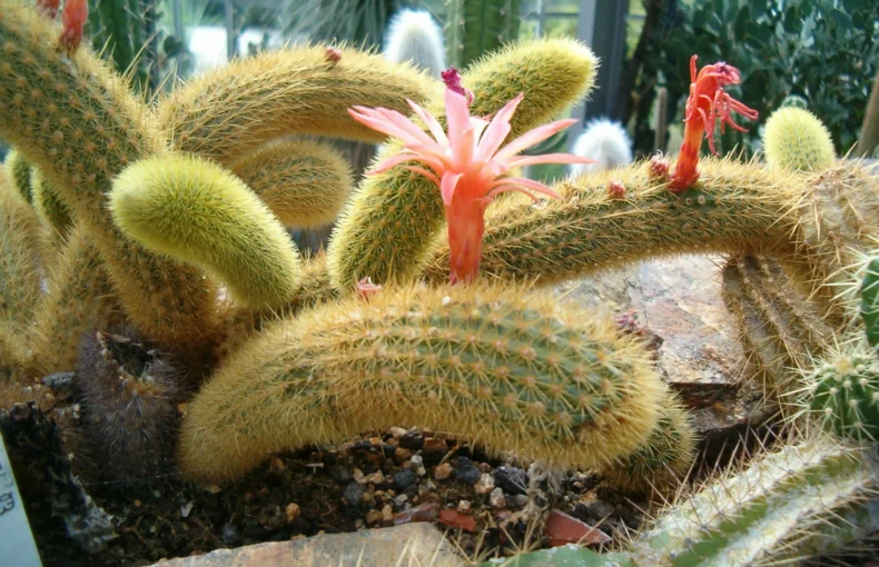 monkey's tail cactus