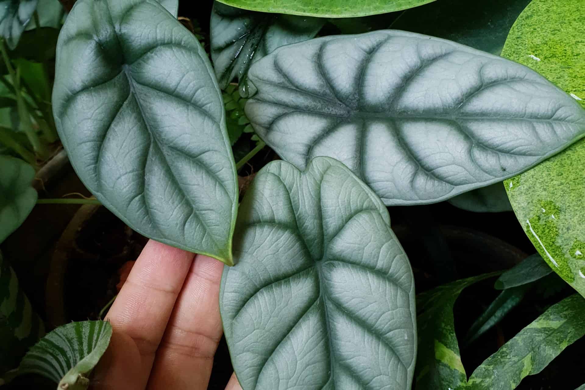 Alocasia Maharani Plant Care Guide | Plantly