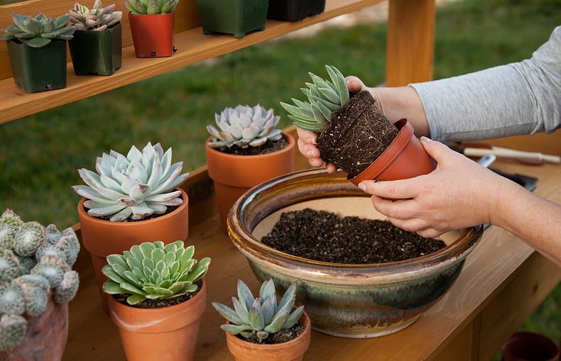 repotting succulent plants