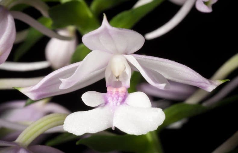 Calanthe Orchid Care Guide