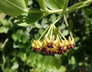 Hoya Cumingiana Plant
