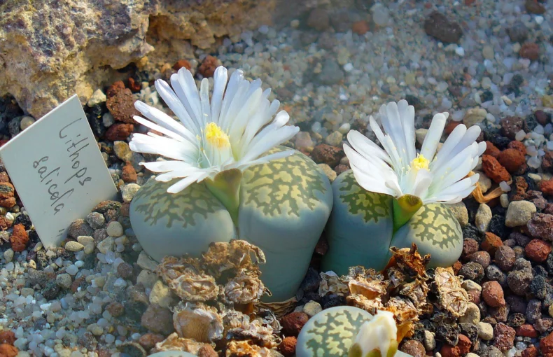 lithops plant with beautiful white flower