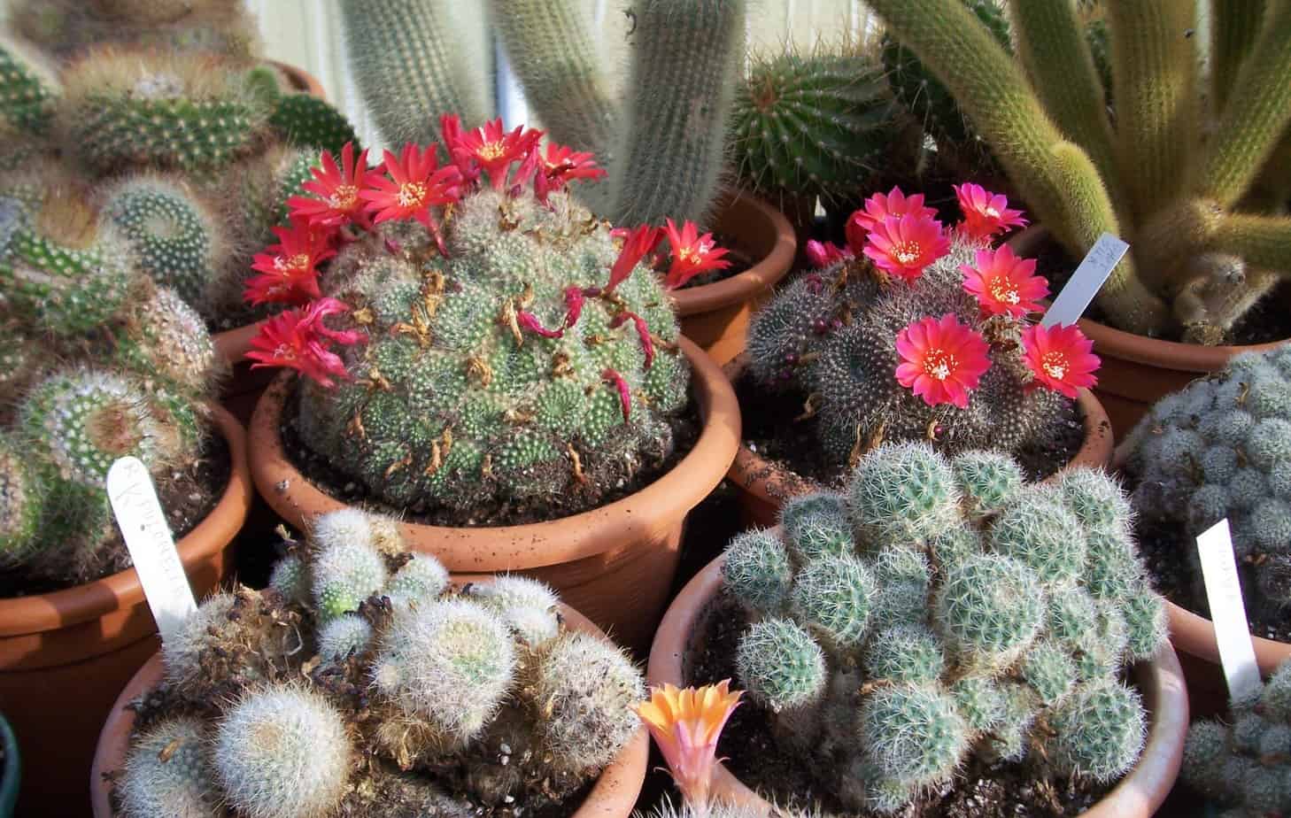 How To Take Care Of A Cactus With/deco Flower Easy To Grow Flowering Cactus | Plantly