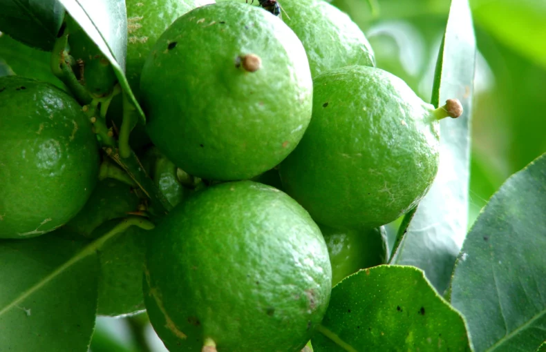 lime tree fruit