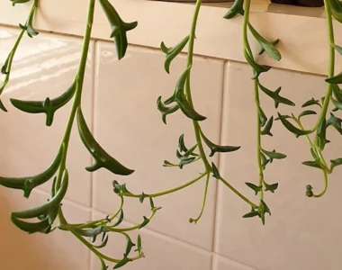 string of dolphin succulent plant