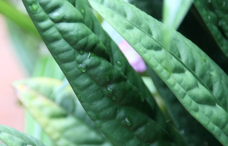 Anthurium Superbum plant foliage