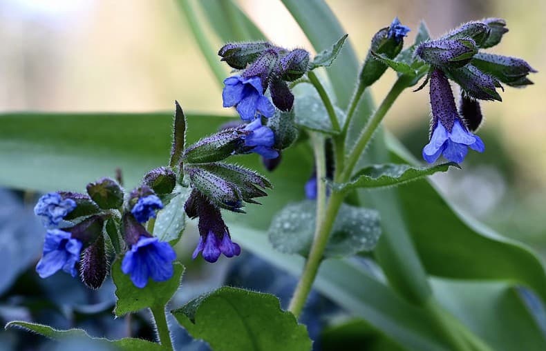pulmonaria lungwort plant with blue blooms
