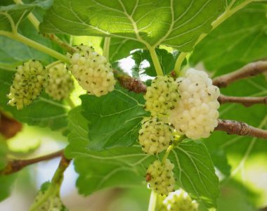 white mulberry
