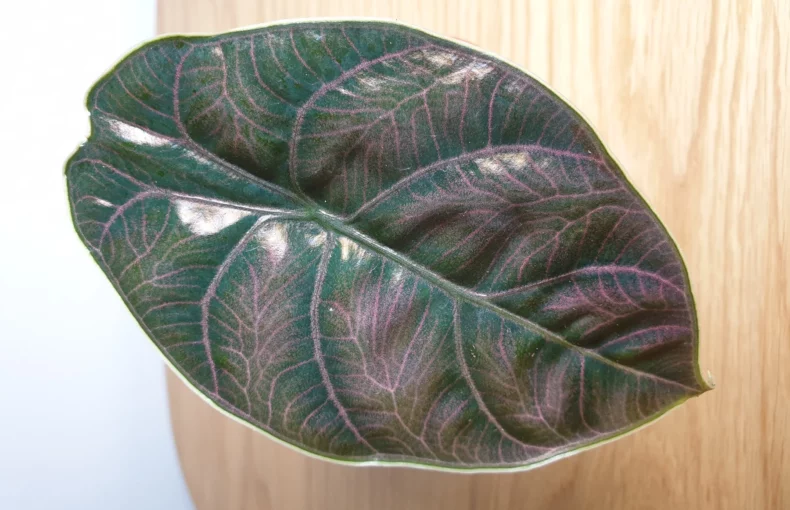 alocasia azlanii