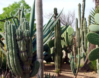 cereus cactus