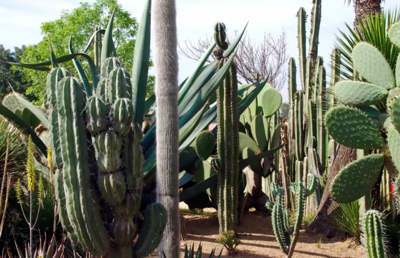 cereus cactus