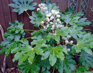 fatsia japonica plant